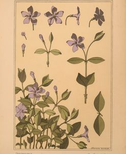 Plate 61 – Periwinkle