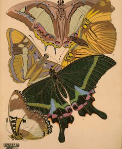 Plate 8 – Papillons