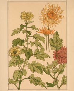 Plate 70 – Chrysanthemum