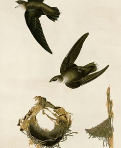 American Swift