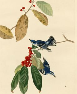 Azure Warbler