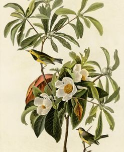 Bachmans Warbler