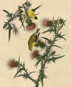 American Goldfinch