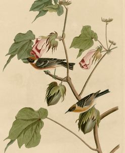 Bay Breasted Warbler