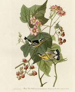 Black And Yellow Warblers