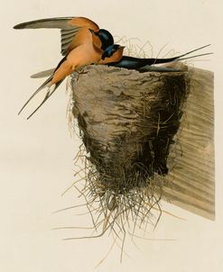 Barn Swallow