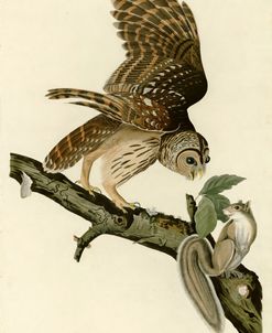 Barred Owl