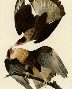 Brasilian Caracara Eagle