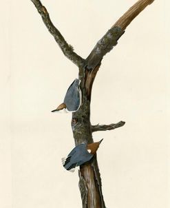 Brown Headed Nuthatch