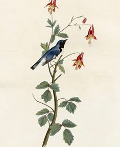 Black Throated Blue Warbler