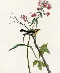 Blackburnian Warbler