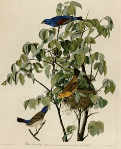 Blue Grosbeak