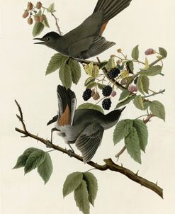 Catbird