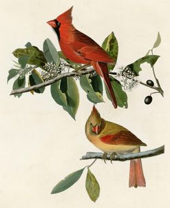 Cardinal Grosbeak