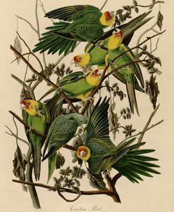 Carolina Parrot