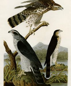 Goshawk Stanley Hawk