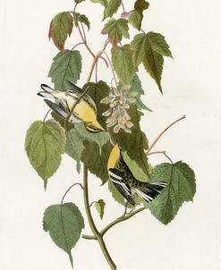 Hemlock Warbler