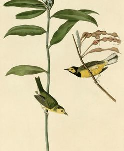 Hooded Warbler