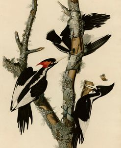 Ivory Billed Woodpecker