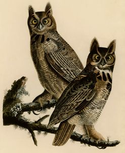 Great Horned Owl