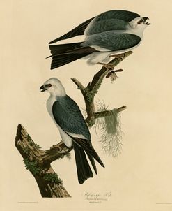 Mississippi Kite