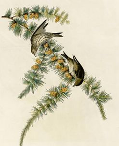 Pine Finch