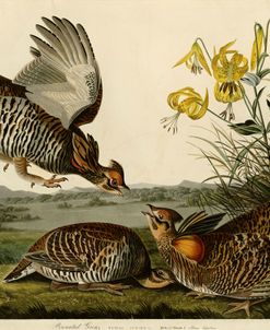 Pinnated Grouse