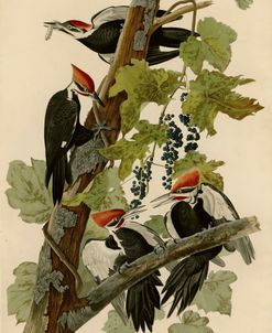 Pileated Woodpecker