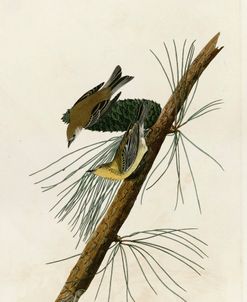 Pine Creeping Warbler