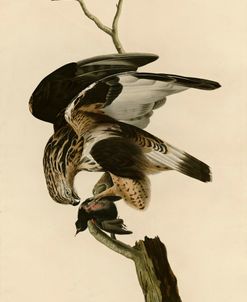 Rough Legged Falcon