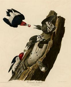 Red Headed Woodpecker