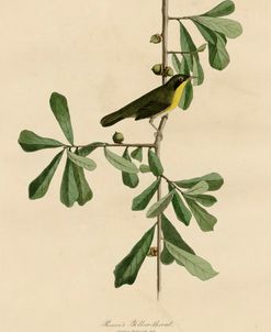 Roscoesyellow Throat