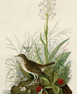 Tawny Thrush