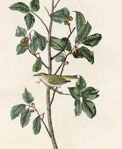 Tennessee Warbler