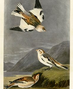 Snow Bunting