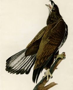 White Headed Eagle Deaux