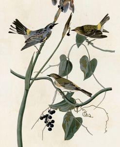 Yellow Crown Warbler