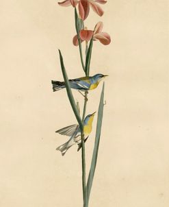Yellowbackedwarbler