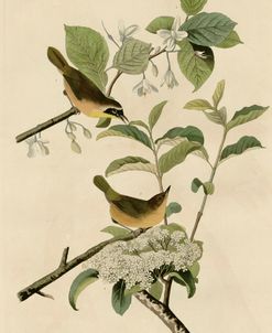 Yellowbreasted Warbler