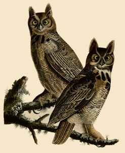 Great Horned Owl