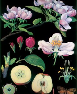 Apple Tree