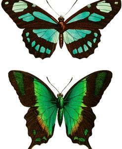 Aqua Butterflies