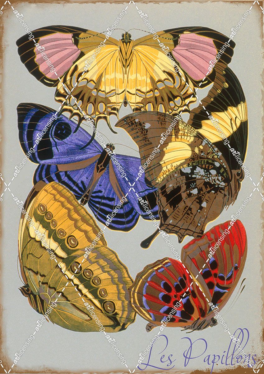 Les Papillons Multicolor
