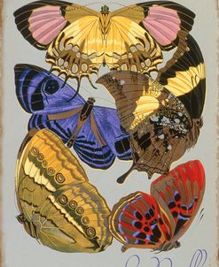 Les Papillons Multicolor