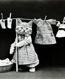Kitty Laundry