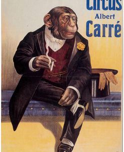 Carre Circus Chimp