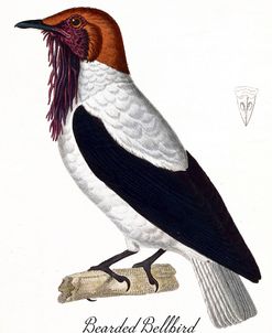 Bearded Bellbird