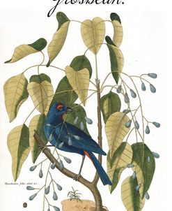 Grosbeak