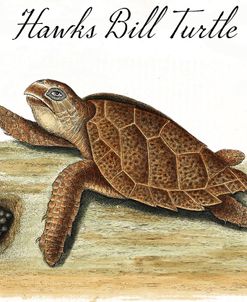 Hawks Bill Turtle