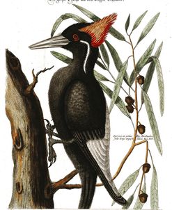 Ivory Billed Woodpecker